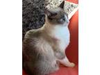 Adopt Isabelle a White Snowshoe / Mixed (long coat) cat in San Marcos
