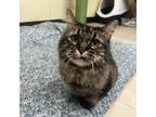 Adopt Ernesta a Brown or Chocolate Domestic Mediumhair / Mixed cat in Pontiac