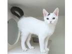 Adopt Cricket a White Domestic Shorthair / Domestic Shorthair / Mixed cat in Red