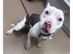 Adopt Jaidi a White Mixed Breed (Medium) / Mixed dog in Chamblee, GA (39042642)