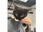Adopt Miguel a All Black Domestic Shorthair / Domestic Shorthair / Mixed cat in