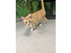 Adopt Undertaker a Orange or Red Domestic Shorthair / Domestic Shorthair / Mixed