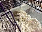 Adopt Birdie a Brown or Chocolate Hamster / Hamster / Mixed small animal in