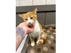 Adopt Morte a Orange or Red Domestic Shorthair / Domestic Shorthair / Mixed cat
