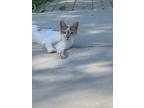 Adopt Dory a Calico or Dilute Calico Domestic Shorthair / Mixed (short coat) cat