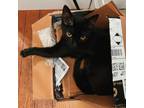 Adopt RYE a All Black Domestic Shorthair / Mixed (short coat) cat in San