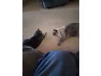 Adopt Molly a Gray or Blue Domestic Shorthair / Mixed (short coat) cat in