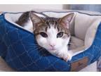 Adopt Kung Fu a White Domestic Shorthair / Domestic Shorthair / Mixed cat in