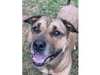 Adopt Fiona a Brown/Chocolate American Pit Bull Terrier / Mixed dog in