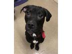 Adopt Stormy a Black Mixed Breed (Medium) / Mixed dog in Friendship