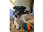 Adopt Joey a Black - with White Jack Russell Terrier / Border Collie / Mixed dog