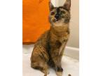 Adopt Sriracha a Domestic Shorthair / Mixed (short coat) cat in Fall River