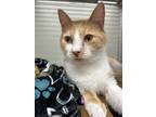 Adopt Simon a Orange or Red Domestic Shorthair / Domestic Shorthair / Mixed cat
