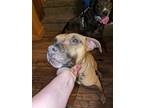 Adopt Lilly a Tan/Yellow/Fawn American Pit Bull Terrier / Mutt / Mixed dog in