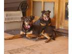 Adopt Iggy and Marley a Australian Kelpie / Mixed dog in Phoenix, AZ (38893736)