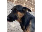 Adopt Beau a German Shepherd Dog / Mixed dog in Phoenix, AZ (38893731)