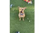 Adopt Thor a Tan/Yellow/Fawn Black Mouth Cur / Mixed dog in Phoenix