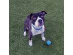 Adopt Watson a Brindle - with White Pit Bull Terrier / Mixed dog in Phoenix