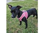 Adopt Tita a Black - with White Chiweenie / Mixed Breed (Small) / Mixed dog in
