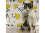Adopt Dior a Gray or Blue Domestic Shorthair / Mixed cat in Yuma, AZ (39046372)