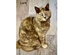 Adopt Lark a Dilute Calico, Domestic Short Hair
