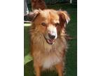 Adopt Jax a Tan/Yellow/Fawn Shepherd (Unknown Type) / Mixed dog in Lakeside