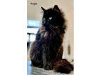 Adopt Angie a Domestic Long Hair