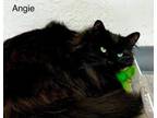 Adopt Angie a Domestic Long Hair