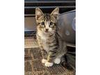 Adopt Navy a Brown or Chocolate Domestic Shorthair / Domestic Shorthair / Mixed