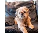 Adopt Miyagi a Tan/Yellow/Fawn Pug / Shih Tzu / Mixed dog in Houston