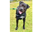 Adopt October a Black Mixed Breed (Medium) / Labrador Retriever dog in San