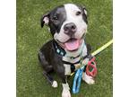 Adopt Rocky a Black Mixed Breed (Medium) / Mixed dog in New York, NY (39033604)