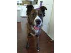 Adopt Richard a Brindle Australian Shepherd / Mixed dog in Dallas, TX (39039445)