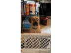 Adopt Luna a Tan/Yellow/Fawn - with White Black Mouth Cur / Mixed dog in Zion