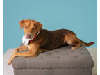 Adopt Chip a Red/Golden/Orange/Chestnut Labrador Retriever / Labrador Retriever