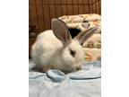 Adopt Magic a White Rex / Mixed (short coat) rabbit in Andover, CT (38961873)