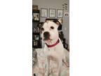 Adopt Wednesday (Addams) a Brindle - with White American Pit Bull Terrier /