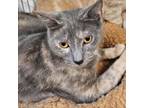 Adopt J&P: Peachy a Domestic Short Hair