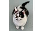 Adopt June a Domestic Shorthair / Mixed (short coat) cat in Cumberland