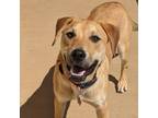 Adopt Cash a Brown/Chocolate Mixed Breed (Medium) / Mixed dog in Huntsville