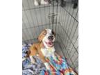 Adopt Aerie a Tricolor (Tan/Brown & Black & White) Hound (Unknown Type) dog in