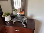 Adopt Stormi a Gray, Blue or Silver Tabby Domestic Shorthair / Mixed (short