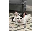 Adopt Sonia a White (Mostly) Domestic Shorthair (short coat) cat in Oceanside