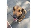 Adopt Jeb a Brown/Chocolate - with Tan Collie / German Shepherd Dog / Mixed dog