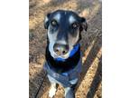 Adopt Zeus a Black - with White German Shepherd Dog / Mixed dog in Huntersville