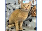 Adopt Deputy Willey Cat a Orange or Red Domestic Shorthair / Domestic Shorthair