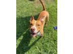 Adopt Archie a Tan/Yellow/Fawn American Pit Bull Terrier / Mixed dog in Conway