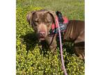 Adopt Ferdinand (HW+) a Brown/Chocolate Chesapeake Bay Retriever / Mixed dog in