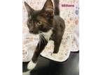 Adopt Mittens a All Black Domestic Shorthair / Domestic Shorthair / Mixed cat in