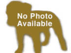 Adopt Xia Fka Ice Cream a Pit Bull Terrier, Australian Cattle Dog / Blue Heeler